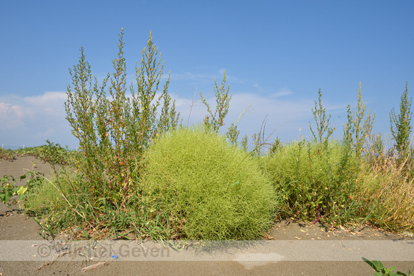 Winged Pigweed; Cycloloma atriplicifolium