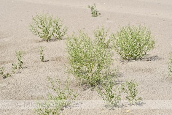 Winged Pigweed; Cycloloma atriplicifolium