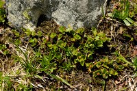 Kruidwilg; Dwarf Willow; Salix herbacea;