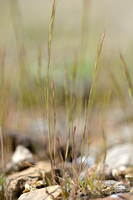 Gewimperd Langbaardgras; Fringed Fescue; Vulpia ciliata subsp. c