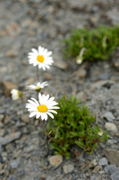 Alpenmargriet;  Alpine Chrysanthemum; Chrysanthemum alpinum