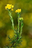 Spaanse brem; Spanish Gorse; Genista hispanica