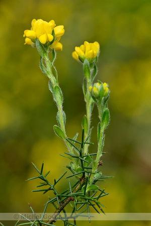 Spaanse brem; Spanish Gorse; Genista hispanica