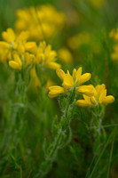 Spaanse brem; Spanish Gorse; Genista hispanica