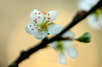 Pruim; Plum; Prunus domestica