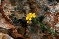 Spaanse brem; Spanish Gorse; Genista hispanica