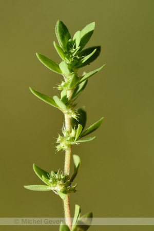 Paronychia echinulata