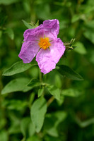 Pink Rock Rose; Cistus creticus subsp. corsicus