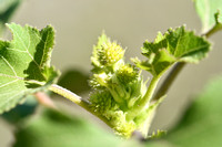 Grote Stekelnoot; Xanthium orientale subsp. italicum