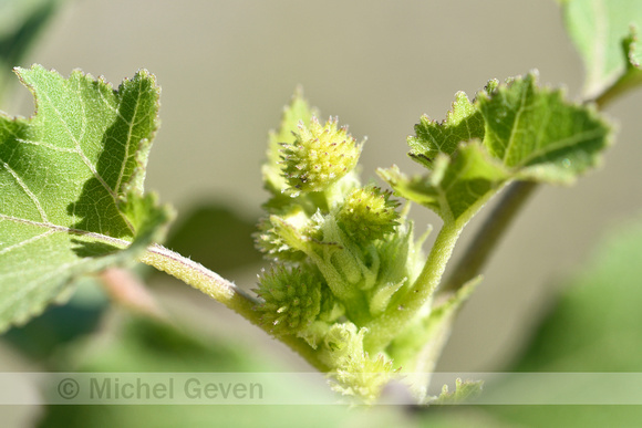 Grote Stekelnoot; Xanthium orientale subsp. italicum