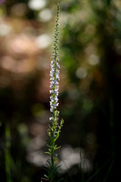 Madeliefbekje; Daisy-leaved Toadflax; Anarrhinum bellidifolium