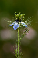 Wilde Nigelle; Wild Fennel-Flower; Nigella arvensis