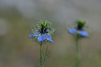 Wilde Nigelle; Wild Fennel-Flower; Nigella arvensis