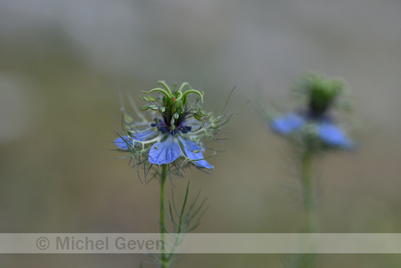 Wilde Nigelle; Wild Fennel-Flower; Nigella arvensis