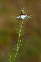 Wilde Nigelle - Wild Fennel-Flower - Nigella arvensis