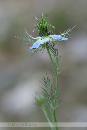 Wilde Nigelle; Wild Fennel-Flower; Nigella arvensis