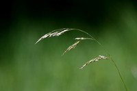 Moerassmele - Bog Hair-grass - Deschampsia setaceas