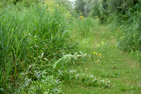 Moerasmelkdistel; Marsh Sow thistle; Sonchus palustris