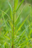 Moerasmelkdistel - Marsh Sow-thistle - Sonchus palustris