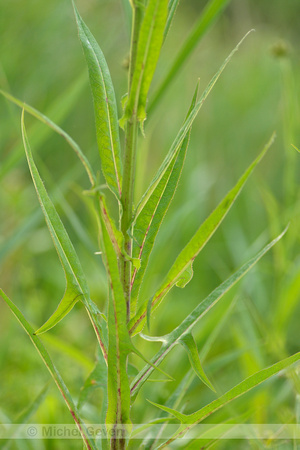 Moerasmelkdistel; Marsh Sow-thistle; Sonchus palustris