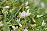 Astragalus terraccianoi