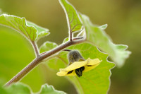 Goudbes - Cape Gooseberry - Physalis peruviana