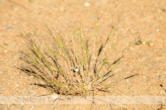 Barbed goatgrass; Aegilops triuncialis