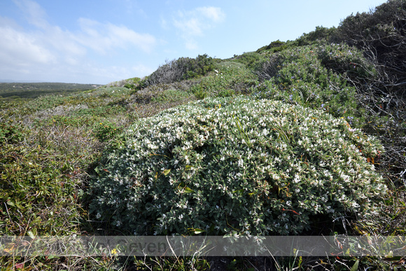 Astragalus terraccianoi