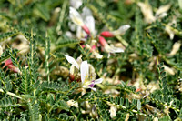 Astragalus terraccianoi