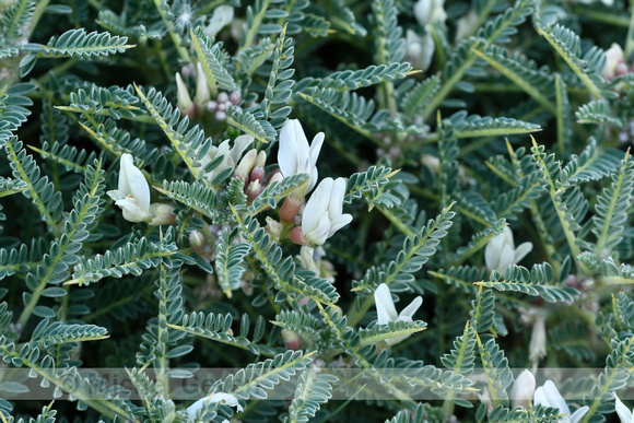 Astragalus terraccianoi