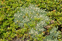 Astragalus terraccianoi