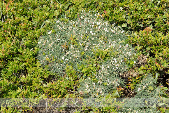 Astragalus terraccianoi