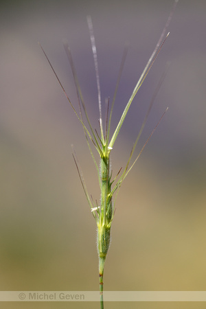 Barbed goatgrass; Aegilops triuncialis