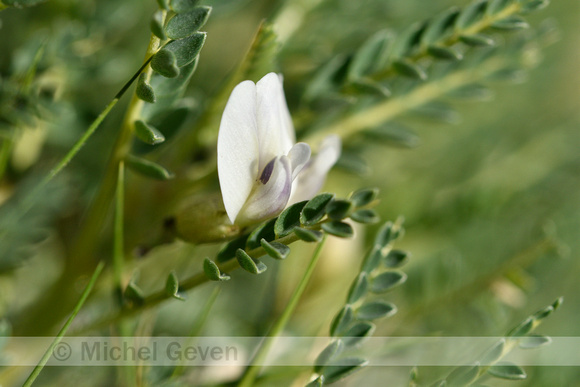 Astragalus terraccianoi