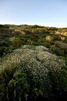 Astragalus terraccianoi