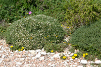 Astragalus terraccianoi