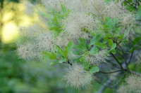 Pruikenboom - Smoke-tree - Cotinus coggygria