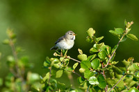 Fitis; Willow Warbler; Phylloscopus trochilus