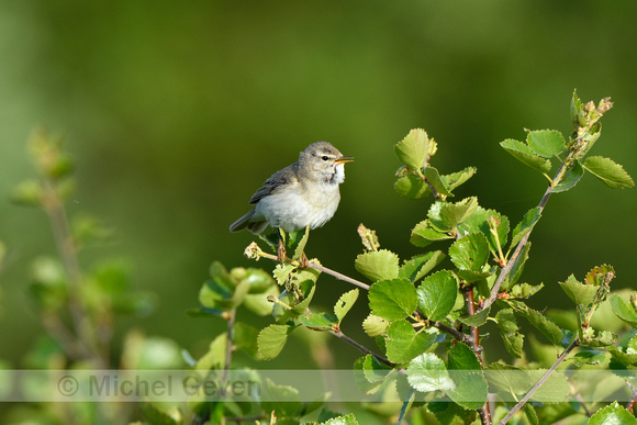 Fitis; Willow Warbler; Phylloscopus trochilus