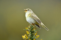 Fitis; WIllow warbler; Phylloscopus trochilus