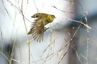 Fitis; Willow warbler; Phylloscopus trochilus