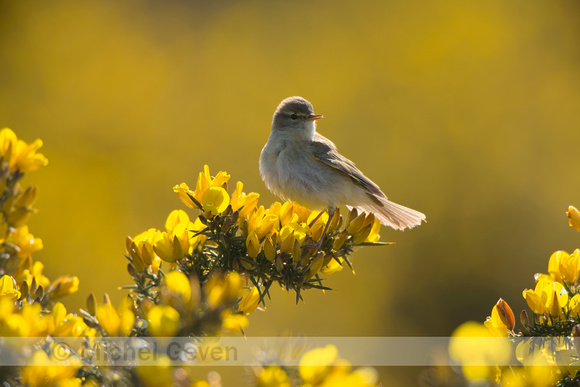 Fitis; Willow Warbler; Phylloscopus trochilus