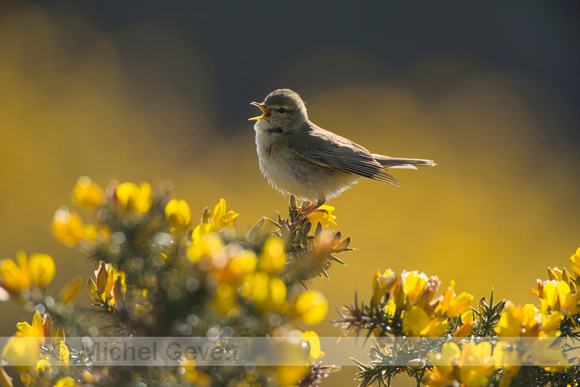 Fitis; Willow Warbler; Phylloscopus trochilus