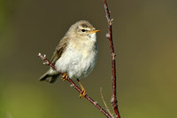 Fitis; Willow Warbler; Phylloscopus trochilus