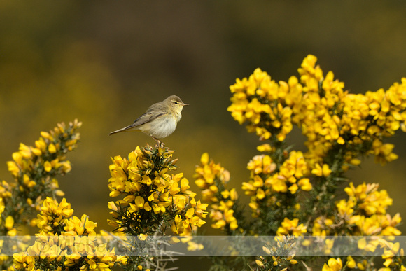 Fitis; Willow warbler; Phylloscopus trochilus