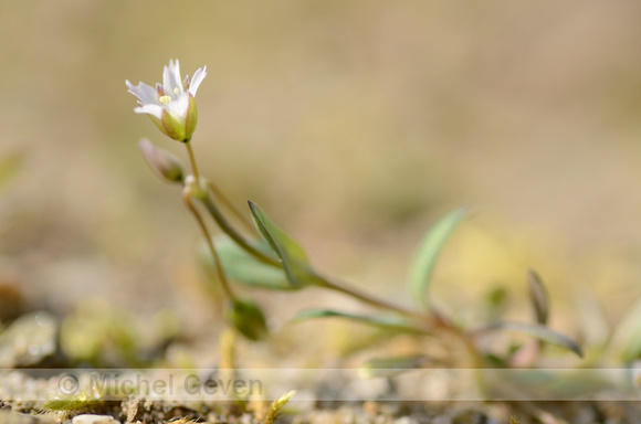 Heelbeen; Jagged chickweed; Holosteum umbellatum;