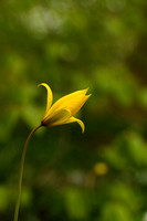 Bostulp; Wild tulip; Tulipa sylvestris