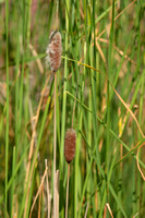 Bebladerde lisdodde; Graceful Dwarf Cattail; Typha laxmannii