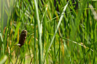 Bebladerde lisdodde; Graceful Dwarf Cattail; Typha laxmannii