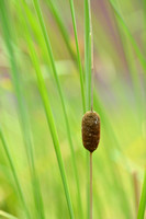 Bebladerde lisdodde - Graceful Dwarf Cattail - Typha laxmannii